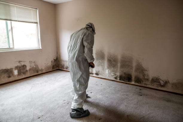 Best Biohazard Mold Removal  in Pepeekeo, HI